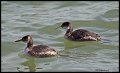 _4SB6343 red-necked grebes